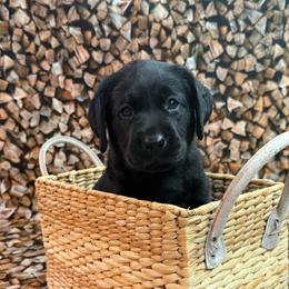 Penelope - Black female Labrador Retriever puppy in Isle, Minnesota from Dog Ear Outfitters