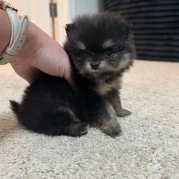 Bella - Black and tan female Pomeranian puppy in Rockledge, Florida from Skye pomeranians