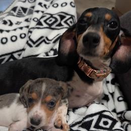 Gin - Dachshund