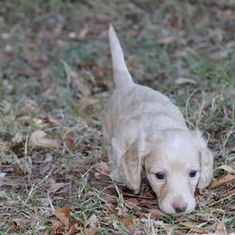 Dachshund Puppies from Boothe’s Dachshunds