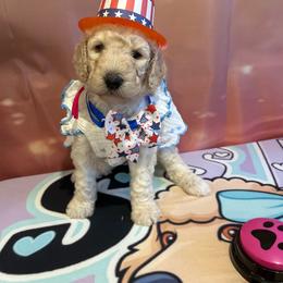 Precious - White female Poodle puppy in Mobile, Alabama from Semmy’s Standard Poodle LLC