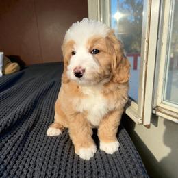 Zelda - Red female Bernedoodle puppy in Tucson, Arizona from Adored Poodle & Doodles