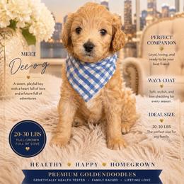 Dee-o-g - Apricot male Goldendoodle puppy in Aurora, Illinois from Chicago Goldendoodles