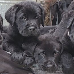 Labrador Retriever Puppies from Labs4Ever Labradors