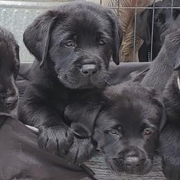Labrador Retriever Puppies from Labs4Ever Labradors