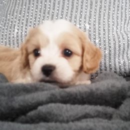 Ricky - Tan and white male Cavachon puppy in Millersburg, Ohio from My Furry Friends