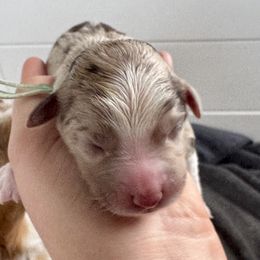 Maple - Red merle female Australian Shepherd puppy in Columbia Falls, Montana from Firefly Horse Co Wellness Retreat Center