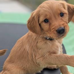 Golden Retrievers from Fur Hollow Puppies