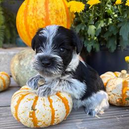 Hocus - Parti male Miniature Schnauzer puppy in Silver Creek, Mississippi from Mamie’s Minis, LLC