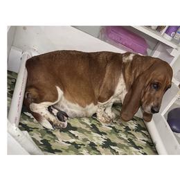 Cara - Basset Hound