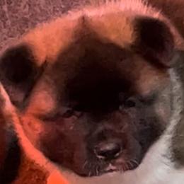Akita Puppies from Gonza Akitas