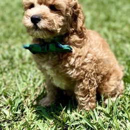 Cavapoo and Cockapoo Puppies from Benji’s Cockapoos