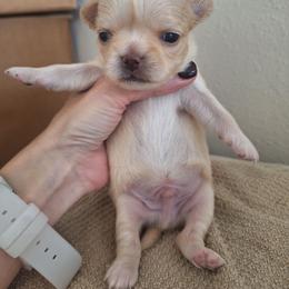 Red Boy 1 - Red and white male Chihuahua puppy in Haines City, Florida from Kassafina Kennel