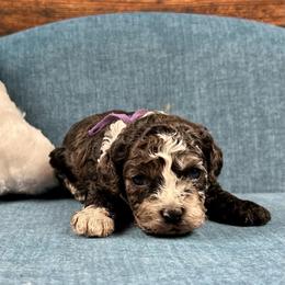 Mary - Brown white and tan female Cockapoo puppy in Lancaster, Missouri from Cavapoo Acres
