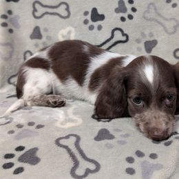 Vulcan the Chocolate Piebald Boy - Piebald male Dachshund puppy in Pelion, South Carolina from Doitsujin Dachshunds