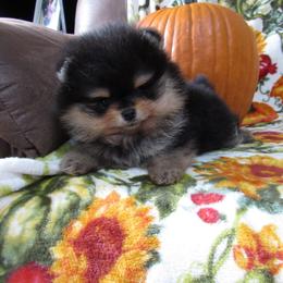 Mikey - Black and tan male Pomeranian puppy in Pembroke, Georgia from Triple P Babies/Pampered Pom Pom babies