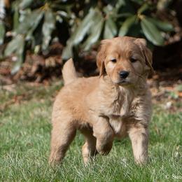Labrador Retriever Puppies from Sun Ridge Labradors