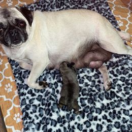 Girl 1 - Fawn Pug puppy in Rushmore, Minnesota from Love of Pugs
