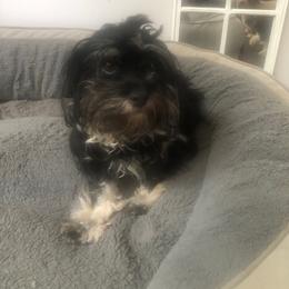 Havapoo puppies from A&G Maltipoos
