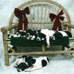 Pointer Puppies from Blackthorne Pointers