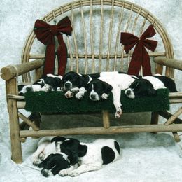 Pointer Puppies from Blackthorne Pointers