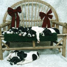 Pointer Puppies from Blackthorne Pointers