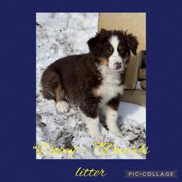 Dopey - Red tri male Miniature Australian Shepherd puppy in Quincy, Illinois from SK Aussie’s