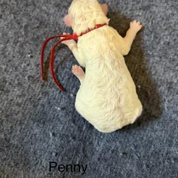 Penny - Parti female Poodle puppy in Washington, Pennsylvania from Patriotic Poodles