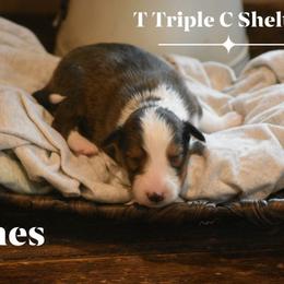 Jones- Blue collar - Sable and white male Shetland Sheepdog puppy in Gladbrook, Iowa from T Triple C Shelties