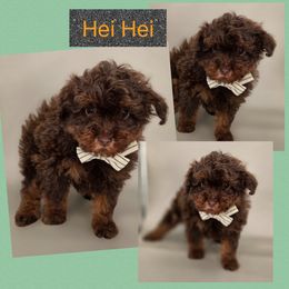 Hei Hei - Phantom male Bernedoodle puppy in Decatur, Tennessee from Diamond's Doodles