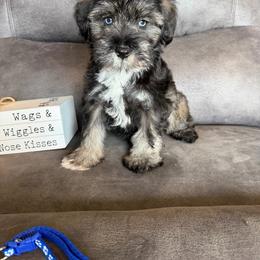 Male 1 - Salt and pepper male Miniature Schnauzer puppy in Stuart, Iowa from Johnson Family Paws