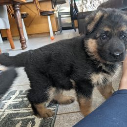 German Shepherd Puppies from Valley Shepherds LLC