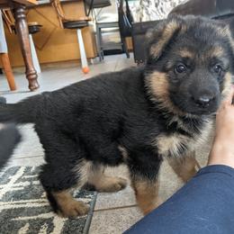 German Shepherd Puppies from Valley Shepherds LLC