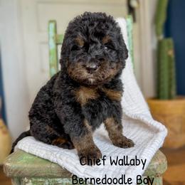 Chief Wallaby - Phantom male Bernedoodle puppy in Grove, Oklahoma from Guinn Family Farms