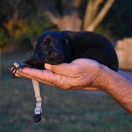Grey - Black female German Shepherd puppy in Cherryville, North Carolina from Masky Kennel