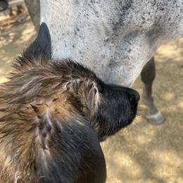 Belgian Malinois and German Shepherd Puppies from Madhouse’s Belgian Malinois and German Shepherds