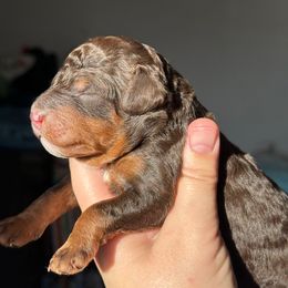 Skye - Brown and white female Bernedoodle puppy in Hillsboro, Oregon from Myt fine doodles