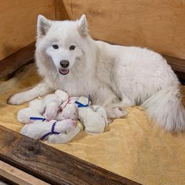 Boy 4 - White male Samoyed puppy in Effingham, Illinois from The Office Pups