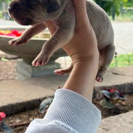 Red collar - Fawn female Great Dane puppy in Corsica, Pennsylvania from Ferguson Family Danes LLC
