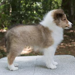 Belgian Sheepdogs and Shetland Sheepdogs from Indigo Hill Belgians & Shetland Sheepdogs