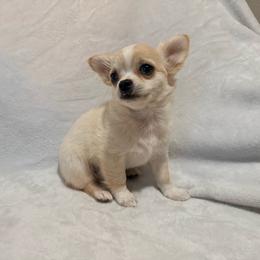 Dave - Fawn male Chihuahua puppy in Seneca, Missouri from Stephanie’s Puppy Colony