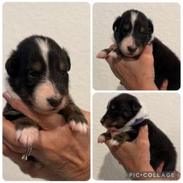 Purple - Black white and tan female Shetland Sheepdog puppy in Katy, Texas from Sherock’s Shelties