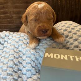 Maple - Red  male Goldendoodle puppy in Chino Valley, Arizona from Bass Creek Doodles