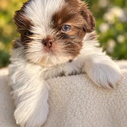 Bella - Liver and white female Shih Tzu puppy in Hesperia, California from Maria's Shih Tzus