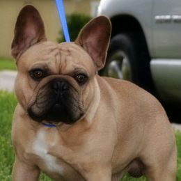 French Bulldogs from Adorabullz by Sognare French Bulldogs
