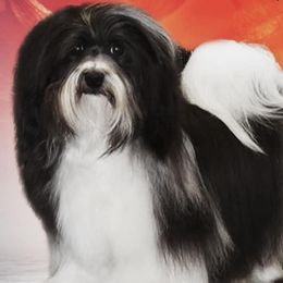 Cowboy - Havanese