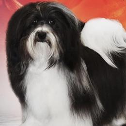 Cowboy - Havanese