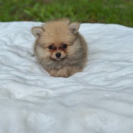 Pooh Bear - Orange sable male Pomeranian puppy in North Naples, Florida from Moon Ranch Puppies