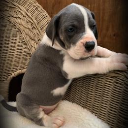 Great Dane Puppies from Allen’s Ridge Ranch