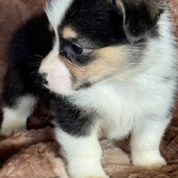 Girl 1 - Black and tan female Pembroke Welsh Corgi puppy in Las Vegas, Nevada from Victory Crown